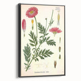 Vintage Botanical Art Print – Chrysanthemum Marschalii Red Flowers