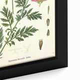 Vintage Botanical Art Print – Chrysanthemum Marschalii Red Flowers