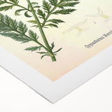 Vintage Botanical Art Print – Chrysanthemum Marschalii Red Flowers