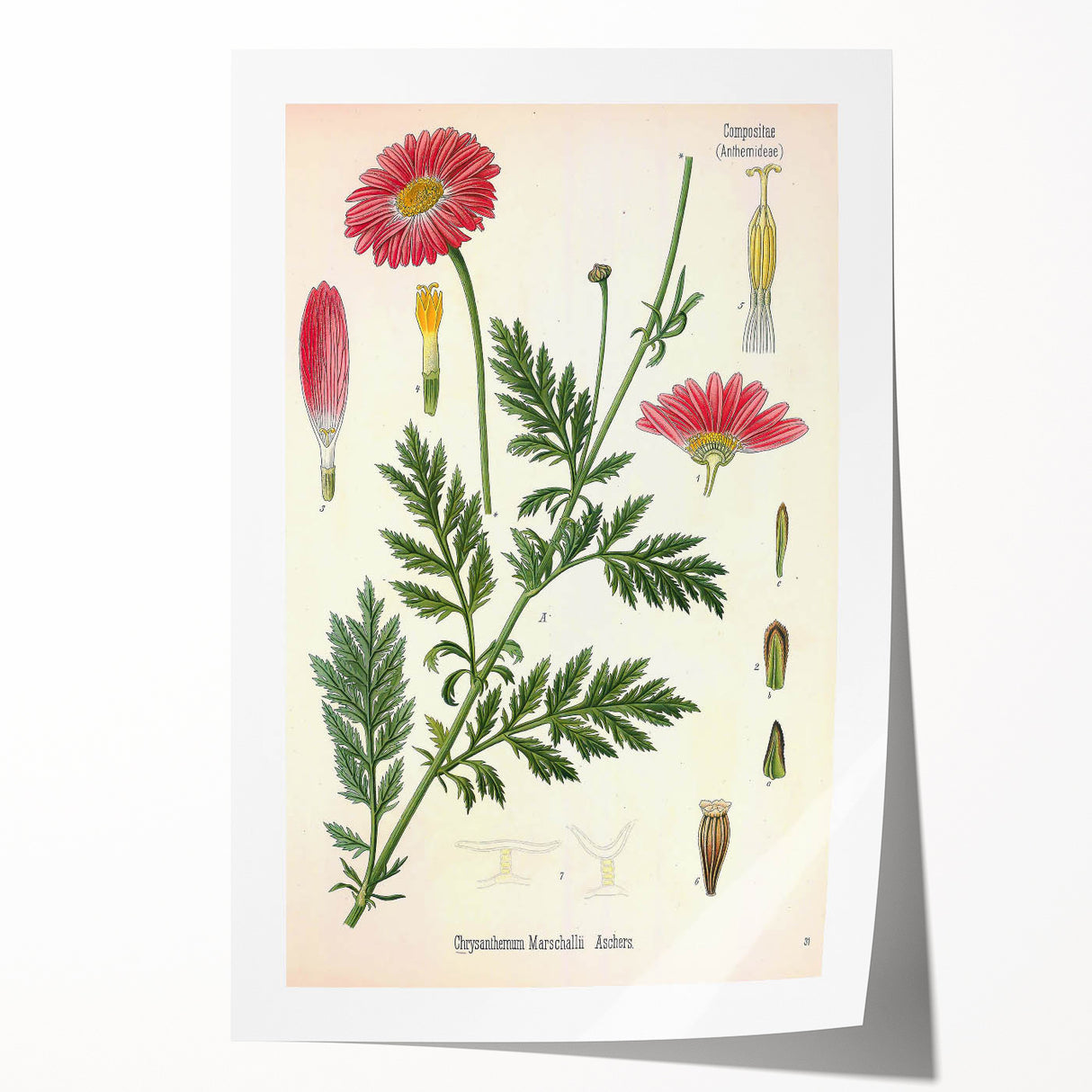 Vintage Botanical Art Print – Chrysanthemum Marschalii Red Flowers