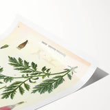 Vintage Botanical Art Print – Chrysanthemum Marschalii Red Flowers