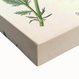 Vintage Botanical Art Print – Chrysanthemum Marschalii Red Flowers