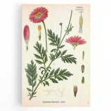 Vintage Botanical Art Print – Chrysanthemum Marschalii Red Flowers