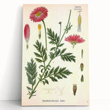 Vintage Botanical Art Print – Chrysanthemum Marschalii Red Flowers
