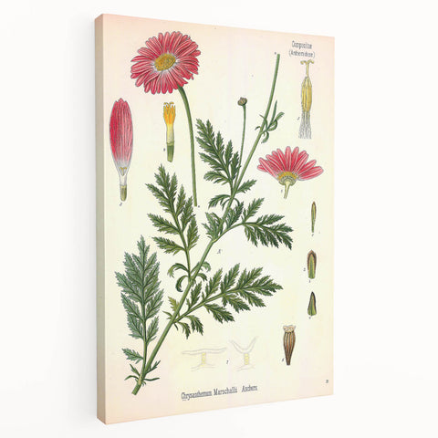 Vintage Botanical Art Print – Chrysanthemum Marschalii Red Flowers