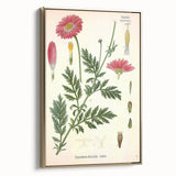 Vintage Botanical Art Print – Chrysanthemum Marschalii Red Flowers