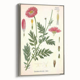 Vintage Botanical Art Print – Chrysanthemum Marschalii Red Flowers