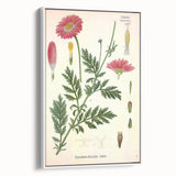 Vintage Botanical Art Print – Chrysanthemum Marschalii Red Flowers