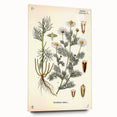 Vintage Botanical Art Print – Chrysanthemum Inodorum White Flowers