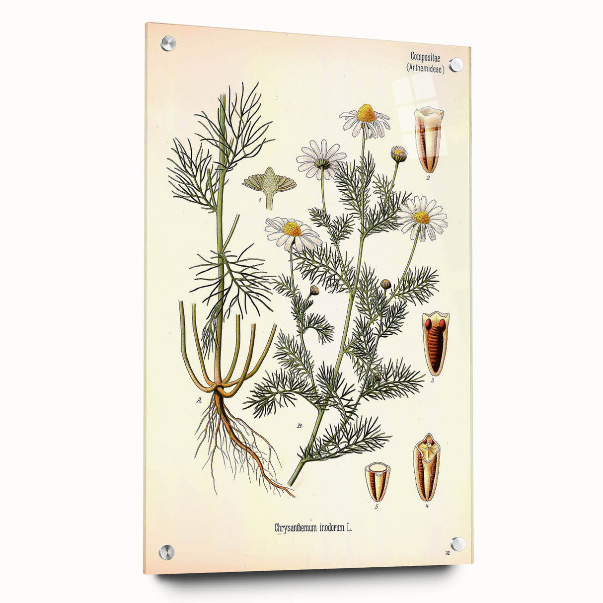 Vintage Botanical Art Print – Chrysanthemum Inodorum White Flowers