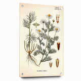 Vintage Botanical Art Print – Chrysanthemum Inodorum White Flowers