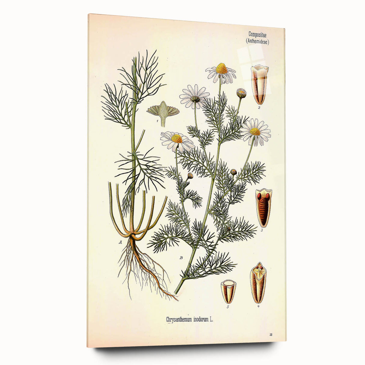 Vintage Botanical Art Print – Chrysanthemum Inodorum White Flowers