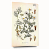 Vintage Botanical Art Print – Chrysanthemum Inodorum White Flowers
