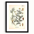 Vintage Botanical Art Print – Chrysanthemum Inodorum White Flowers