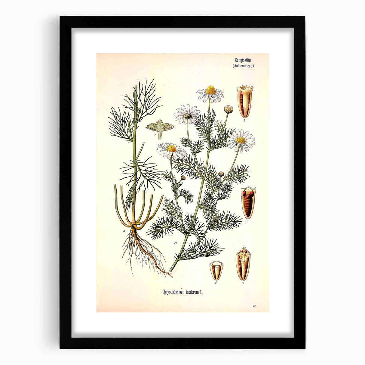 Vintage Botanical Art Print – Chrysanthemum Inodorum White Flowers
