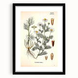 Vintage Botanical Art Print – Chrysanthemum Inodorum White Flowers