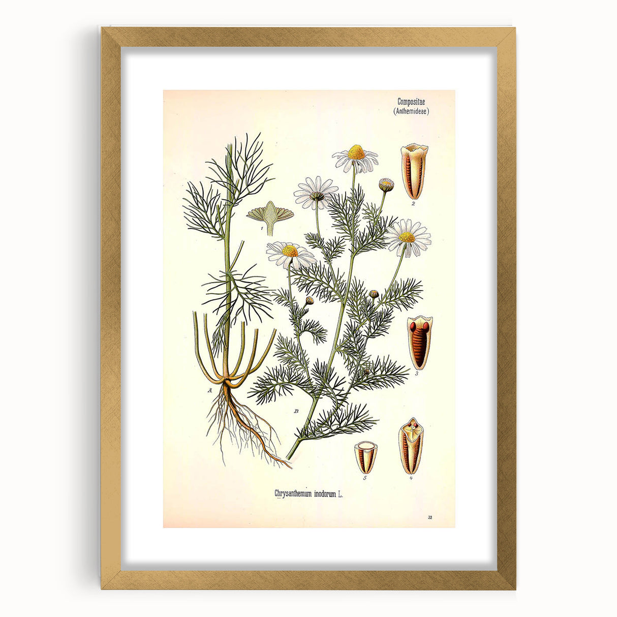 Vintage Botanical Art Print – Chrysanthemum Inodorum White Flowers