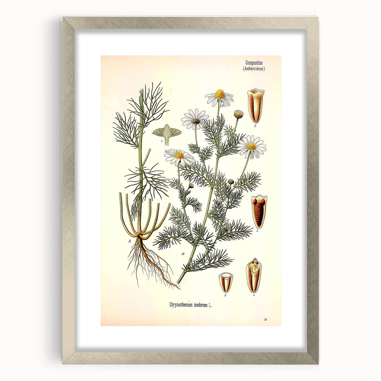 Vintage Botanical Art Print – Chrysanthemum Inodorum White Flowers