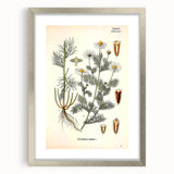 Vintage Botanical Art Print – Chrysanthemum Inodorum White Flowers