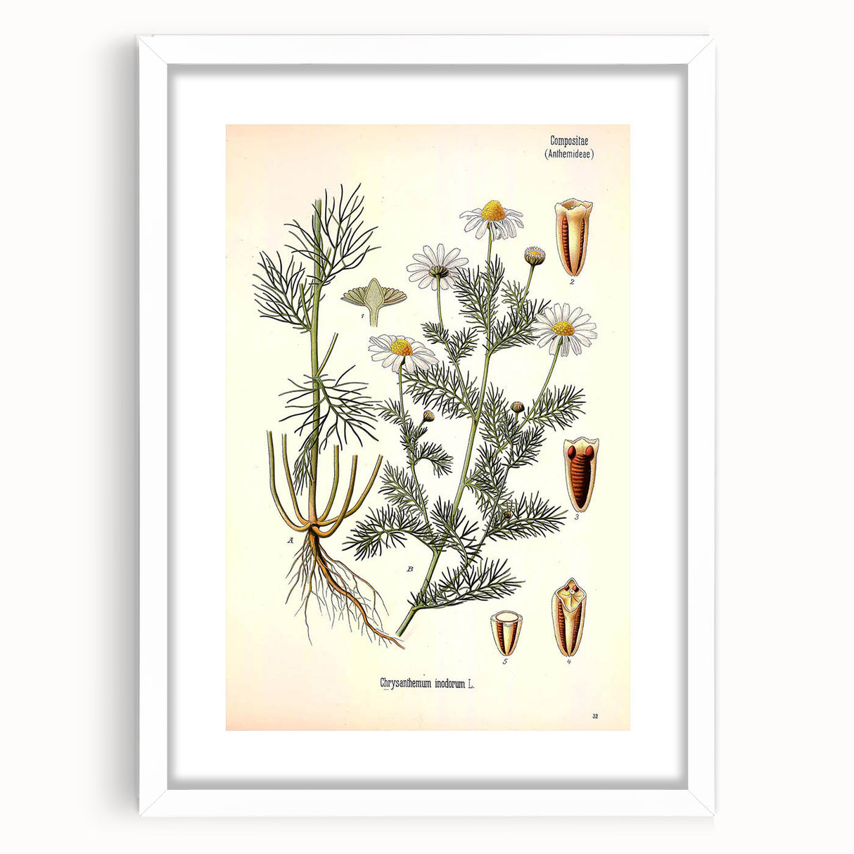 Vintage Botanical Art Print – Chrysanthemum Inodorum White Flowers