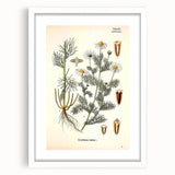 Vintage Botanical Art Print – Chrysanthemum Inodorum White Flowers