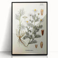 Vintage Botanical Art Print – Chrysanthemum Inodorum White Flowers