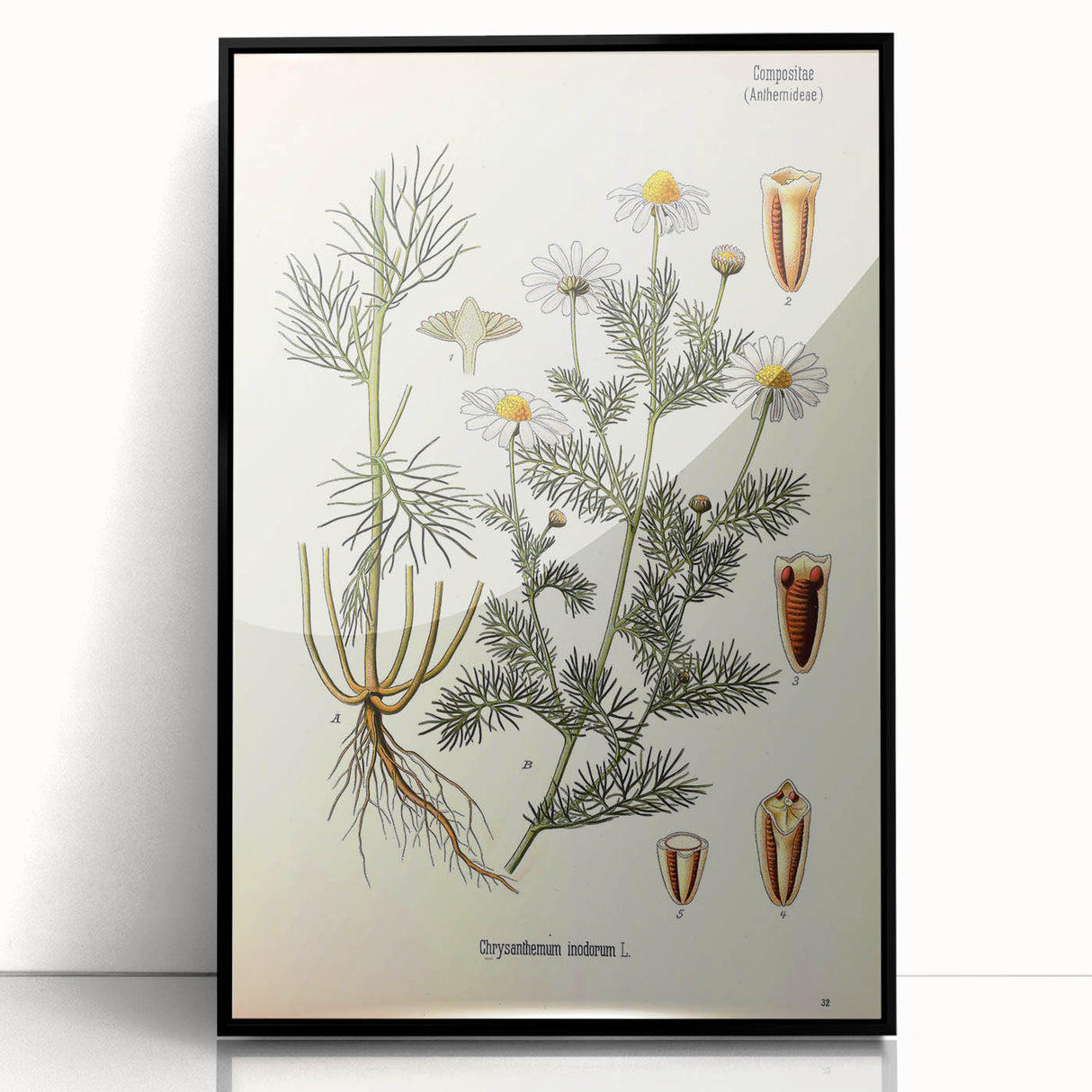 Vintage Botanical Art Print – Chrysanthemum Inodorum White Flowers