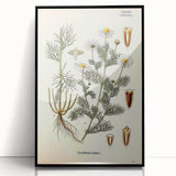 Vintage Botanical Art Print – Chrysanthemum Inodorum White Flowers