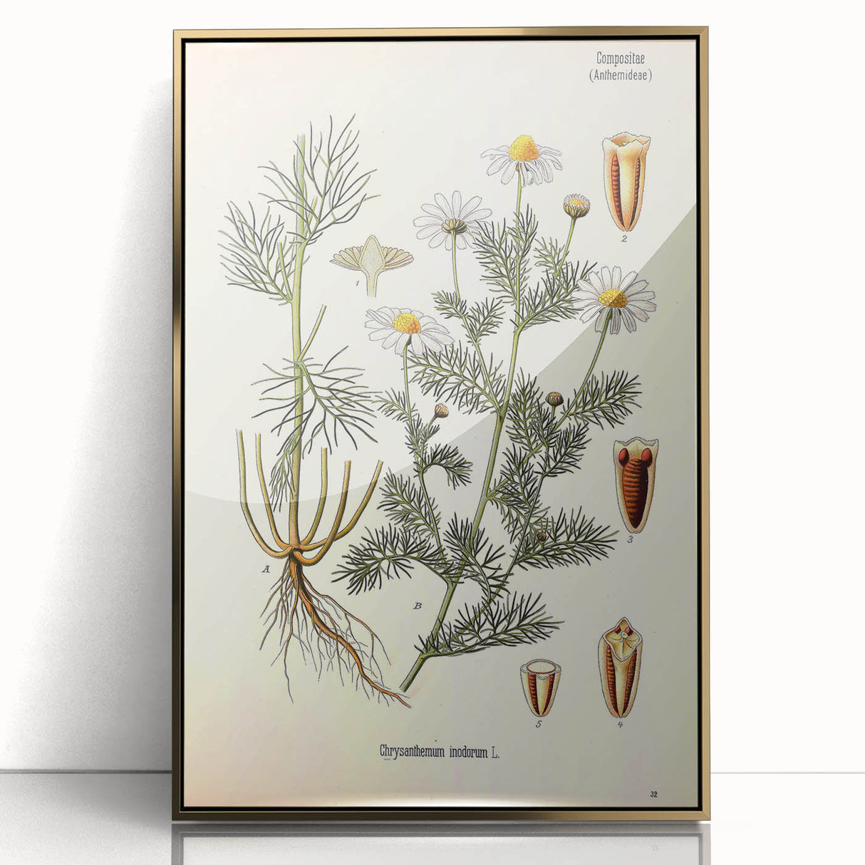 Vintage Botanical Art Print – Chrysanthemum Inodorum White Flowers