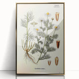 Vintage Botanical Art Print – Chrysanthemum Inodorum White Flowers