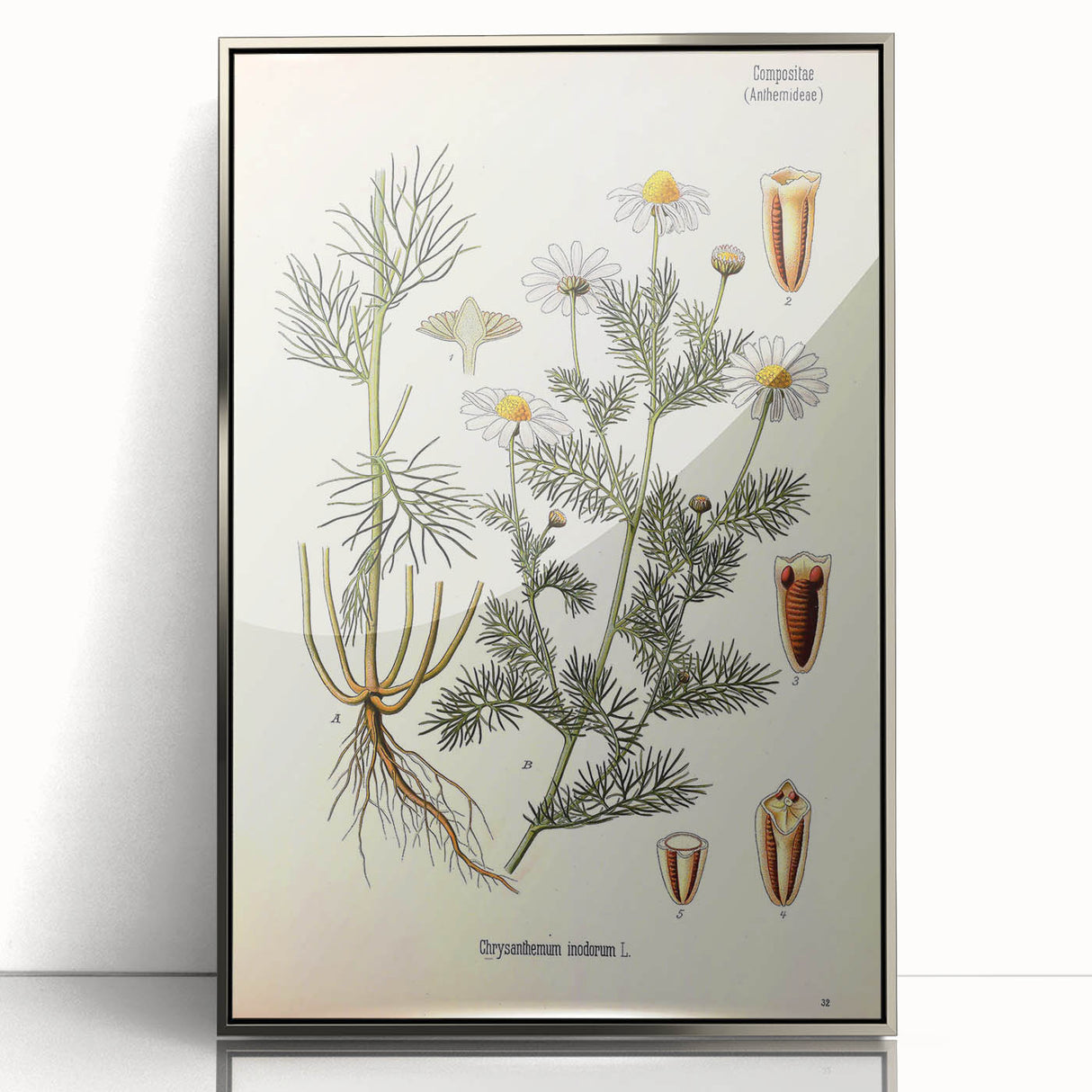 Vintage Botanical Art Print – Chrysanthemum Inodorum White Flowers