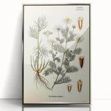 Vintage Botanical Art Print – Chrysanthemum Inodorum White Flowers
