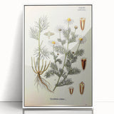 Vintage Botanical Art Print – Chrysanthemum Inodorum White Flowers