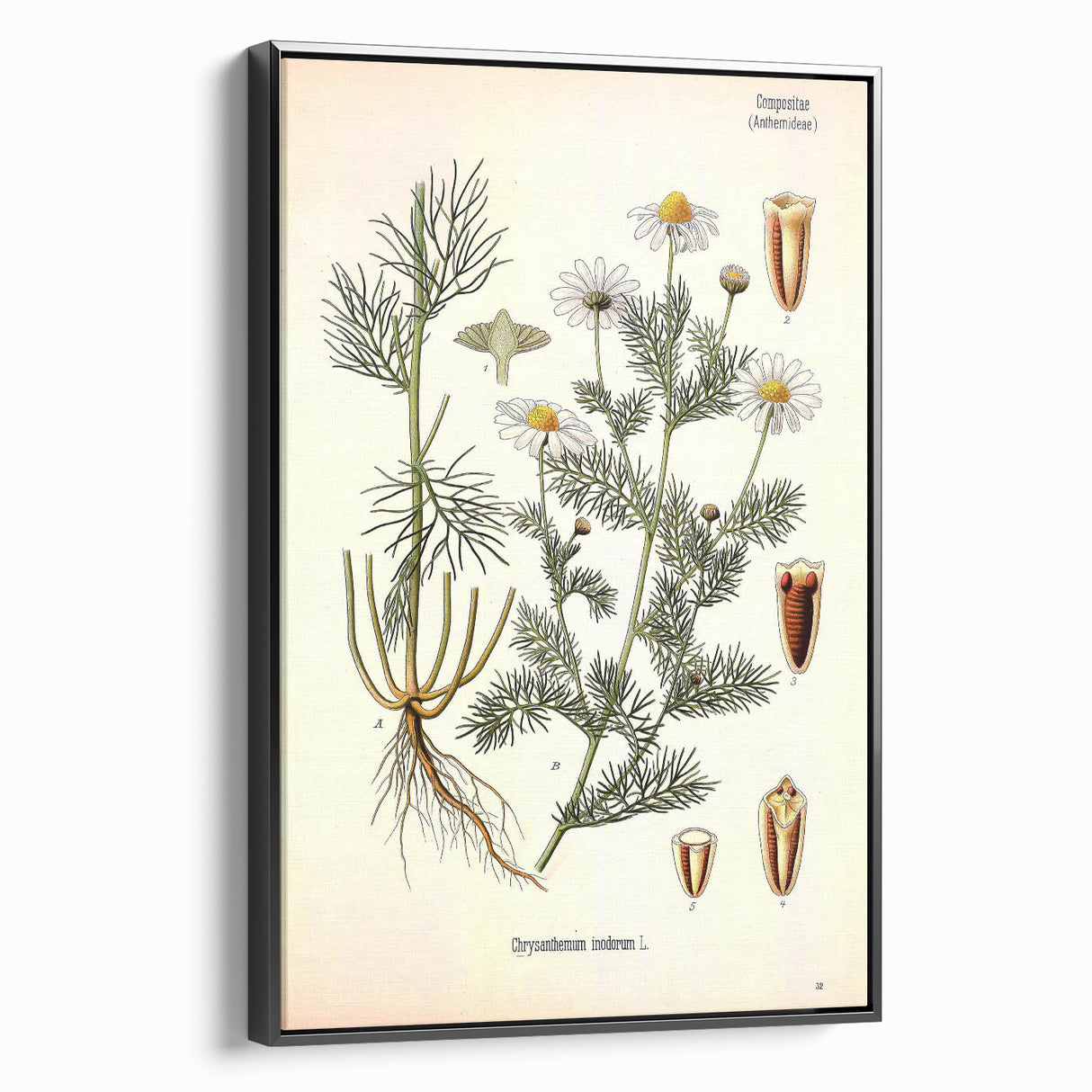 Vintage Botanical Art Print – Chrysanthemum Inodorum White Flowers