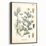 Vintage Botanical Art Print – Chrysanthemum Inodorum White Flowers