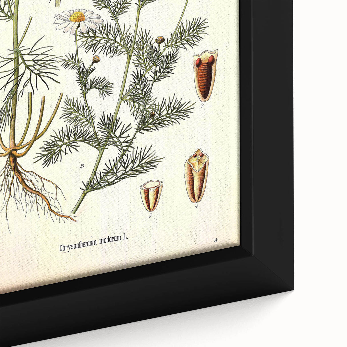 Vintage Botanical Art Print – Chrysanthemum Inodorum White Flowers