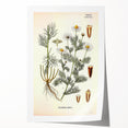 Vintage Botanical Art Print – Chrysanthemum Inodorum White Flowers