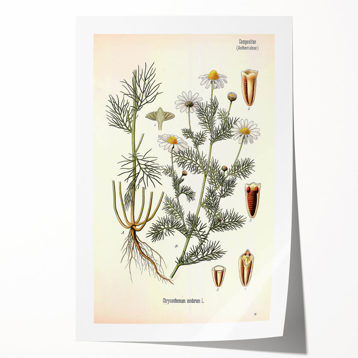 Vintage Botanical Art Print – Chrysanthemum Inodorum White Flowers