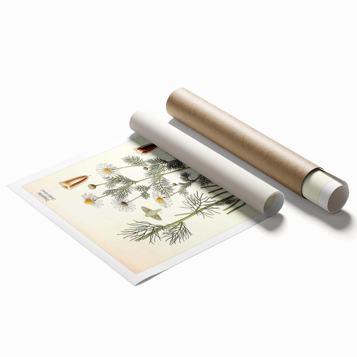 Vintage Botanical Art Print – Chrysanthemum Inodorum White Flowers