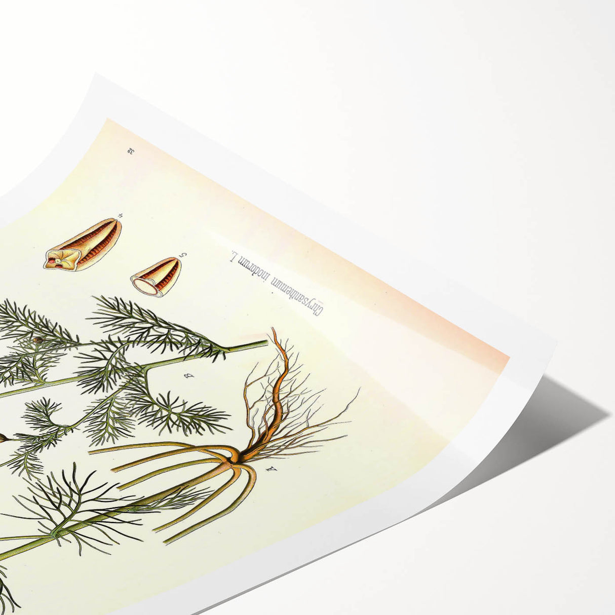 Vintage Botanical Art Print – Chrysanthemum Inodorum White Flowers