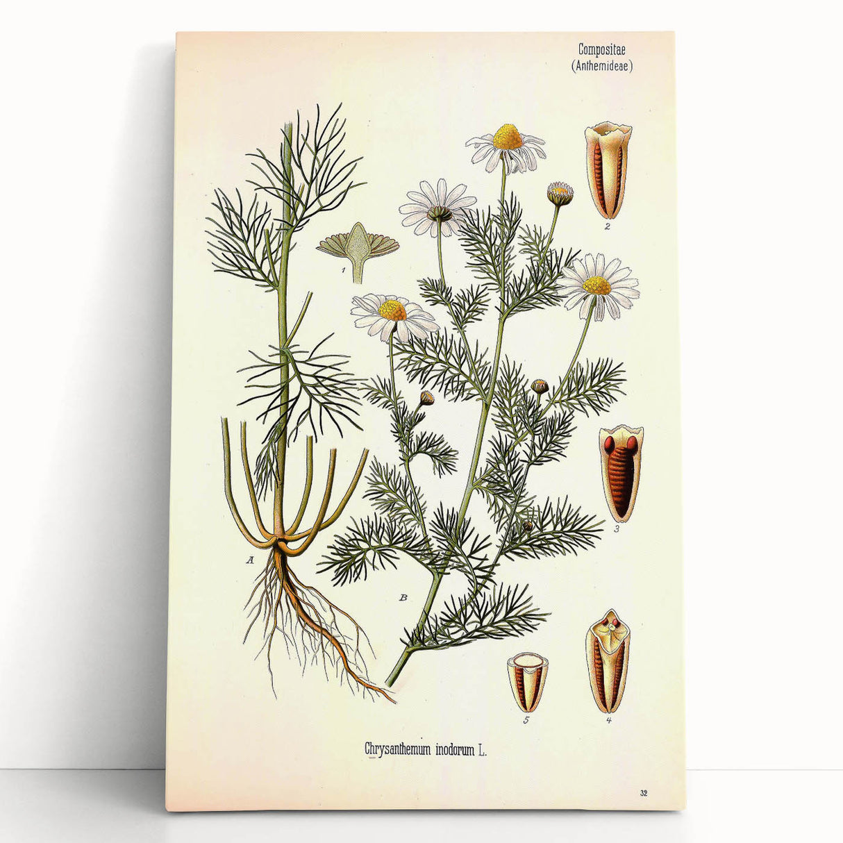 Vintage Botanical Art Print – Chrysanthemum Inodorum White Flowers