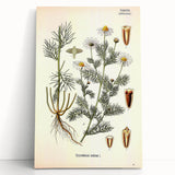 Vintage Botanical Art Print – Chrysanthemum Inodorum White Flowers
