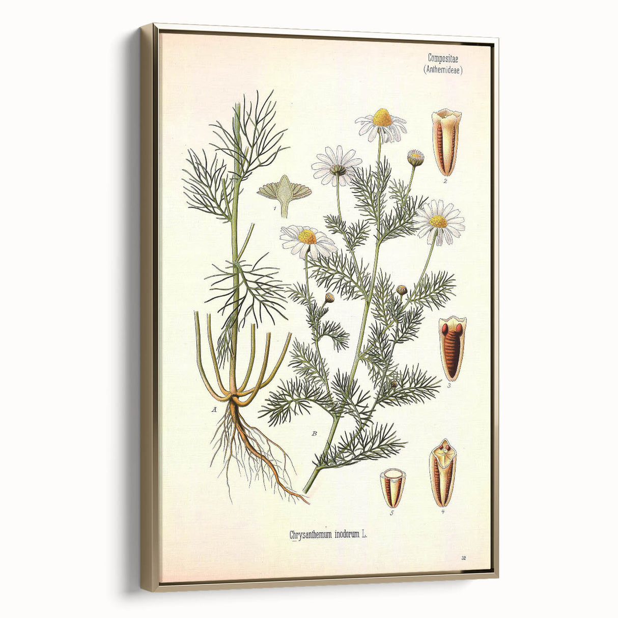 Vintage Botanical Art Print – Chrysanthemum Inodorum White Flowers
