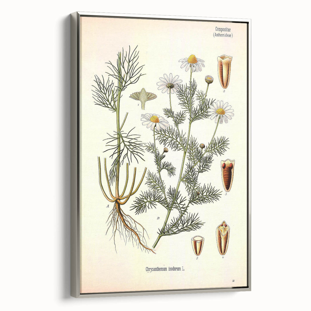 Vintage Botanical Art Print – Chrysanthemum Inodorum White Flowers