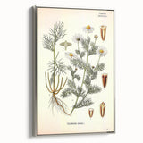 Vintage Botanical Art Print – Chrysanthemum Inodorum White Flowers
