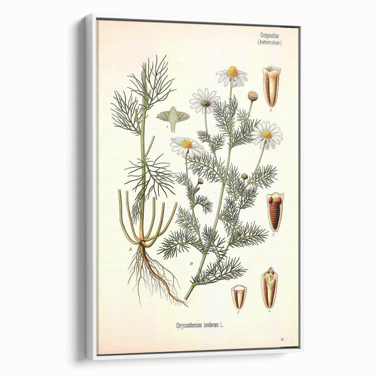 Vintage Botanical Art Print – Chrysanthemum Inodorum White Flowers