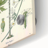 Vintage Botanical Art Print – Carica Papaya Tree and Flowers