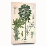 Vintage Botanical Art Print – Carica Papaya Tree and Flowers