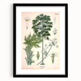 Vintage Botanical Art Print – Carica Papaya Tree and Flowers
