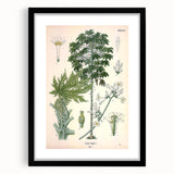 Vintage Botanical Art Print – Carica Papaya Tree and Flowers
